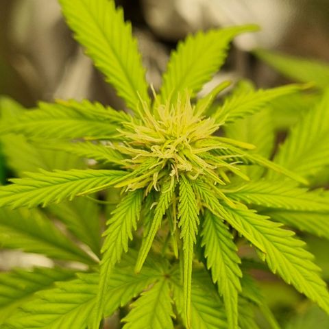 Bubble Kush Auto growlog timeline photo