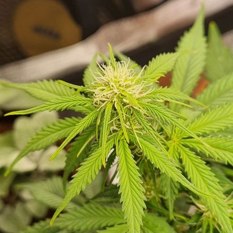 Bubble Kush Auto growlog timeline photo