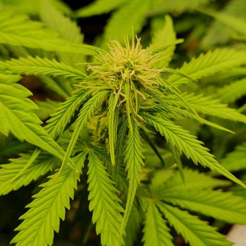 Bubble Kush Auto growlog timeline photo