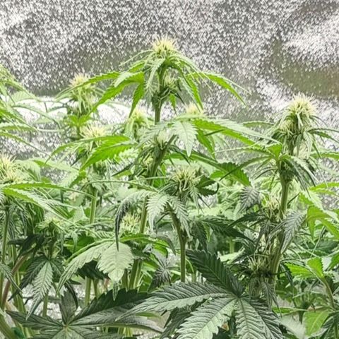 Bubble Kush Auto growlog timeline photo