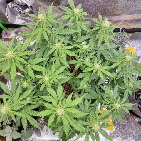 Bubble Kush Auto growlog timeline photo