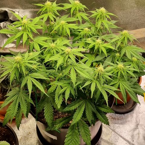 Bubble Kush Auto growlog timeline photo