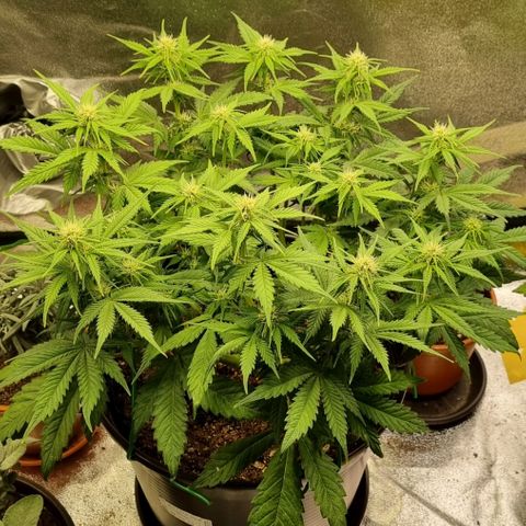 Bubble Kush Auto growlog timeline photo