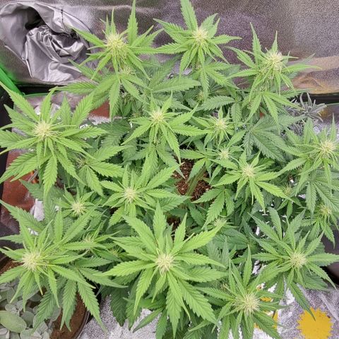 Bubble Kush Auto growlog timeline photo