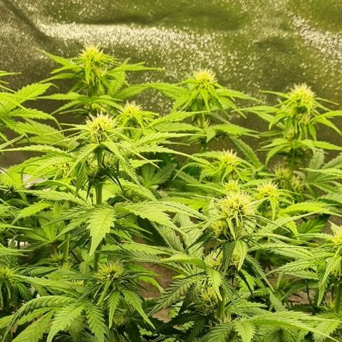 Bubble Kush Auto growlog timeline photo