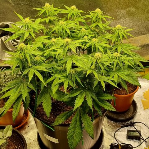 Bubble Kush Auto growlog timeline photo