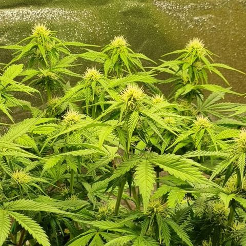 Bubble Kush Auto growlog timeline photo