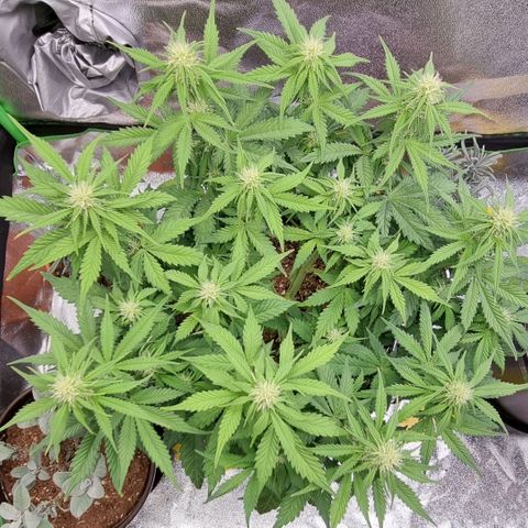 Bubble Kush Auto growlog timeline photo