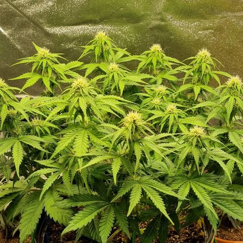 Bubble Kush Auto growlog timeline photo