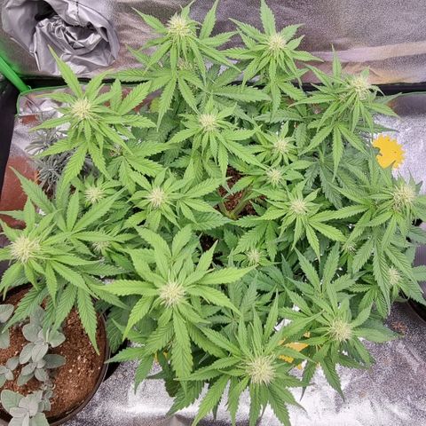 Bubble Kush Auto growlog timeline photo