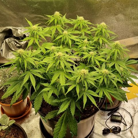 Bubble Kush Auto growlog timeline photo