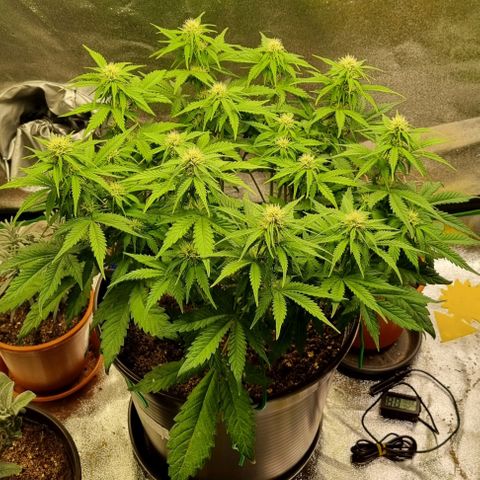 Bubble Kush Auto growlog timeline photo