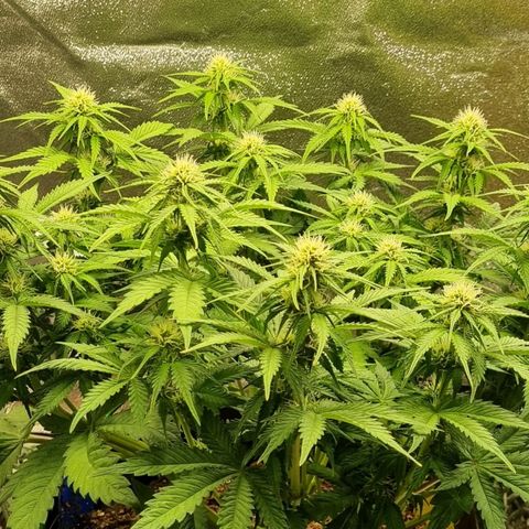 Bubble Kush Auto growlog timeline photo