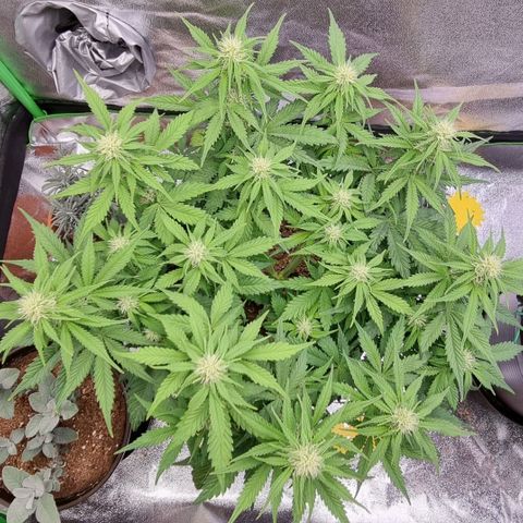 Bubble Kush Auto growlog timeline photo