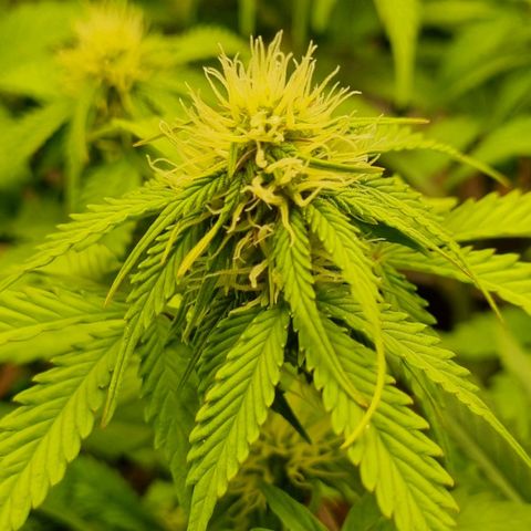 Bubble Kush Auto growlog timeline photo