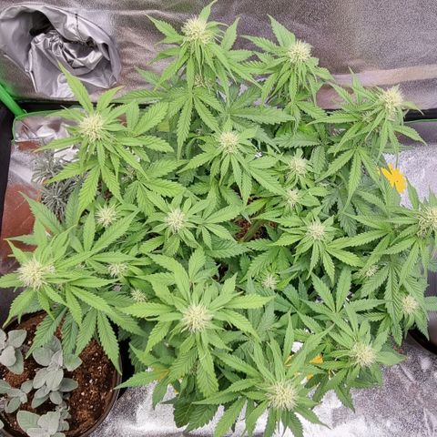 Bubble Kush Auto growlog timeline photo