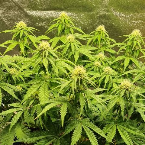 Bubble Kush Auto growlog timeline photo