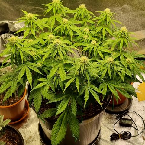 Bubble Kush Auto growlog timeline photo
