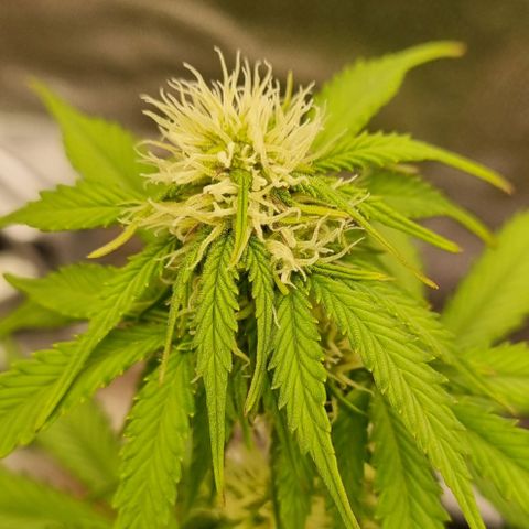 Bubble Kush Auto growlog timeline photo