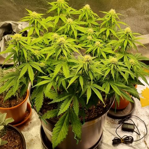 Bubble Kush Auto growlog timeline photo