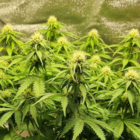 Bubble Kush Auto growlog timeline photo