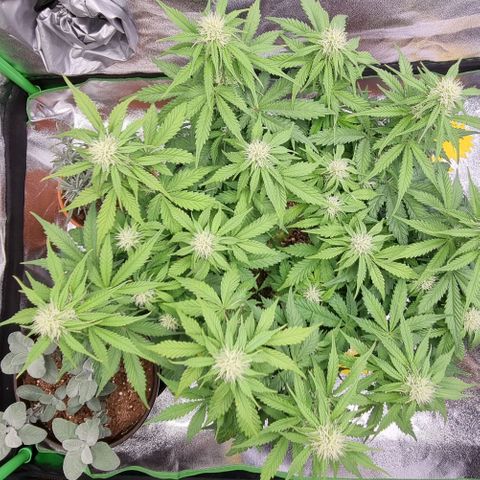 Bubble Kush Auto growlog timeline photo