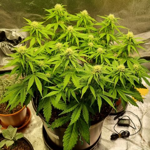 Bubble Kush Auto growlog photo: Vorher/Nachher
Massnahme gegen Thripse