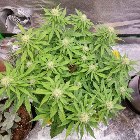 Bubble Kush Auto growlog photo: Vorher/Nachher
Massnahme gegen Thripse