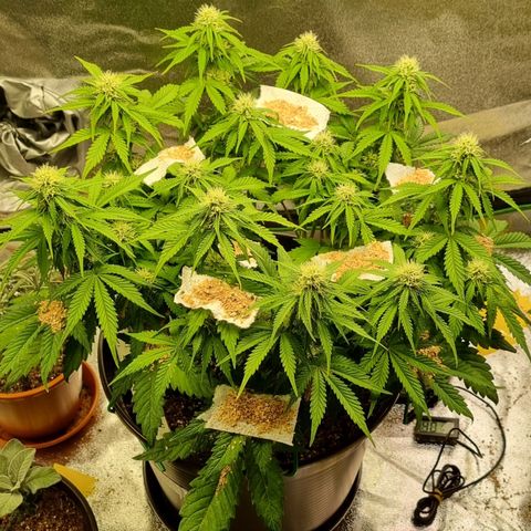 Bubble Kush Auto growlog photo: Vorher/Nachher
Massnahme gegen Thripse