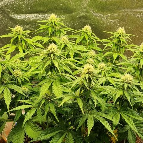 Bubble Kush Auto growlog photo: Vorher/Nachher
Massnahme gegen Thripse