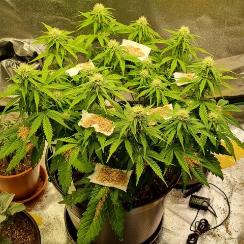 Bubble Kush Auto growlog timeline photo