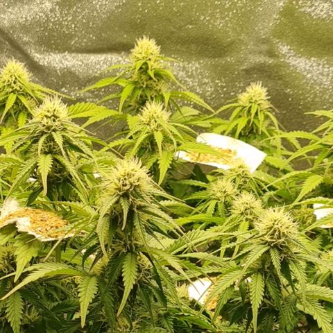 Bubble Kush Auto growlog timeline photo