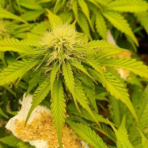 Bubble Kush Auto growlog timeline photo