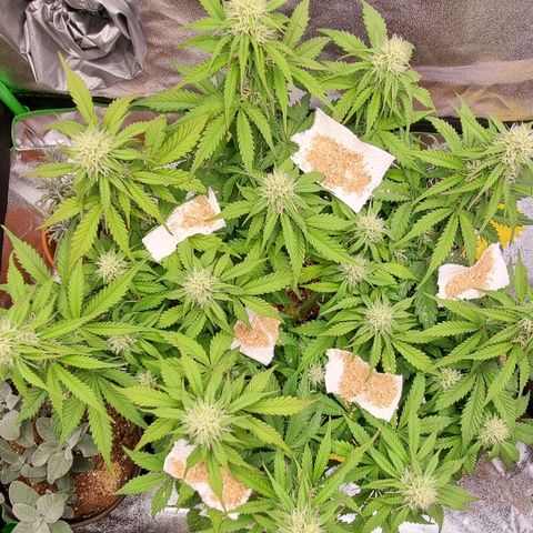 Bubble Kush Auto growlog timeline photo