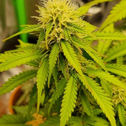 Bubble Kush Auto growlog timeline photo