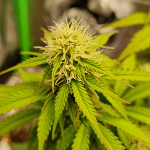 Bubble Kush Auto growlog timeline photo