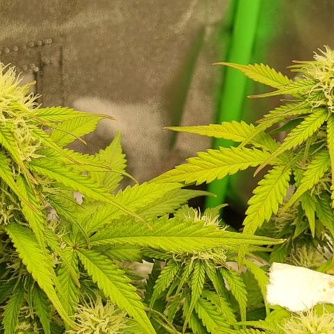 Bubble Kush Auto growlog timeline photo