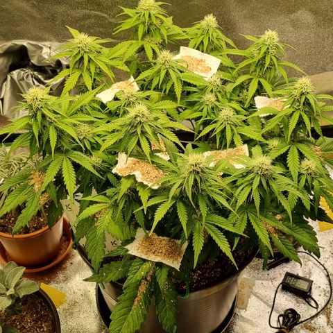 Bubble Kush Auto growlog timeline photo