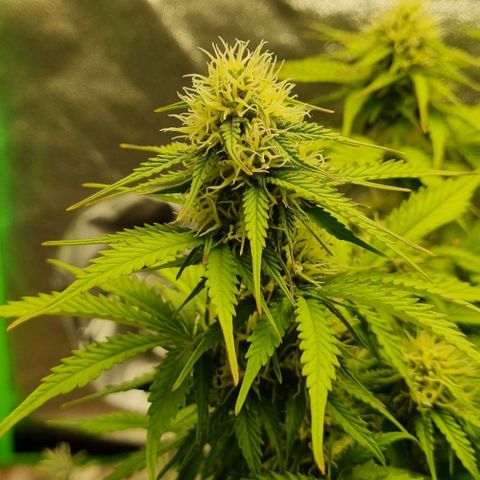 Bubble Kush Auto growlog timeline photo