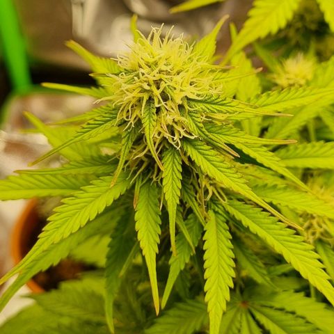 Bubble Kush Auto growlog timeline photo