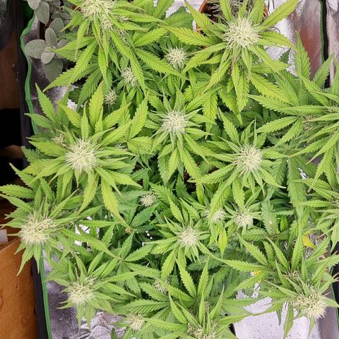 Bubble Kush Auto growlog timeline photo
