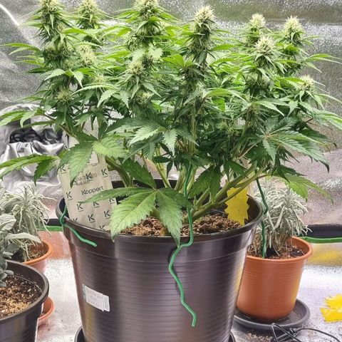 Bubble Kush Auto growlog timeline photo