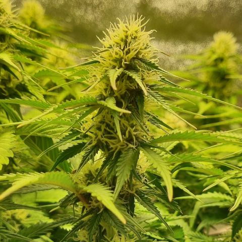 Bubble Kush Auto growlog timeline photo
