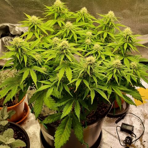 Bubble Kush Auto growlog timeline photo
