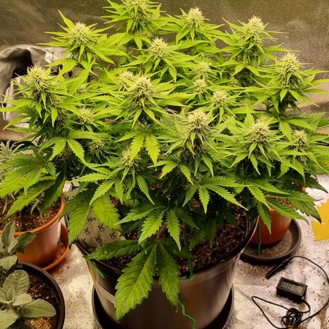 Bubble Kush Auto growlog timeline photo