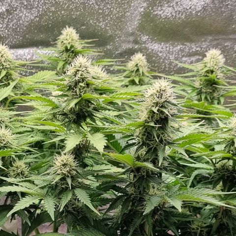Bubble Kush Auto growlog timeline photo