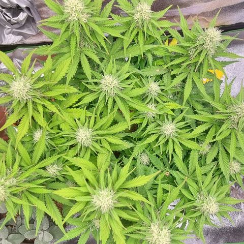 Bubble Kush Auto growlog timeline photo