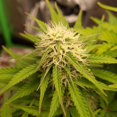 Bubble Kush Auto growlog timeline photo