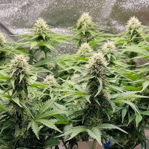 Bubble Kush Auto growlog timeline photo