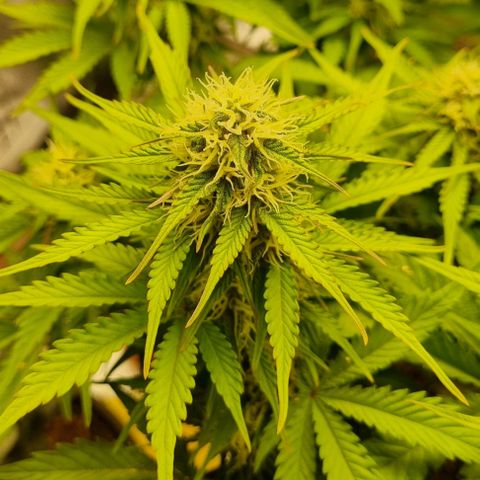 Bubble Kush Auto growlog timeline photo